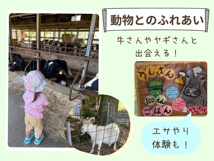 動物とのふれあいの写真