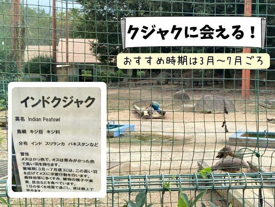 クジャクに会える！